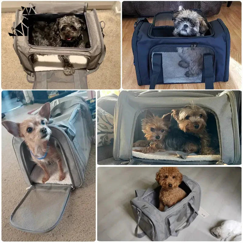 Sac de transport portable pour chiens avec quatre chiens à l’intérieur